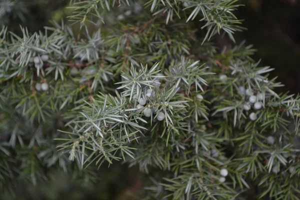 Enbär Juniperus Communis Grenarna Enbär Enbär Närbild Bäddsoffa Horisontellt Foto — Stockfoto