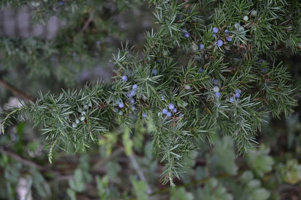 Enbär Juniperus Communis Grenarna Enbär Enbär Närbild Trädgård Bäddsoffa Vertikalt — Stockfoto