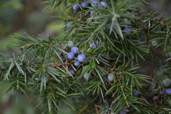 Juniper Juniperus Komunikuje Się Gałęzie Jałowca Jagody Jałowca Zbliżenie Ogród — Zdjęcie stockowe