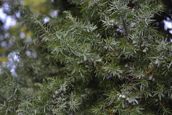 Enbär Juniperus Communis Grenarna Enbär Enbär Närbild Trädgård Blomsterbädd — Stockfoto