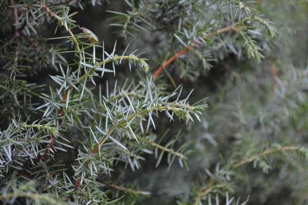 Jeneverbes Juniperus Communis Takken Van Een Jeneverbes Jeneverbessen Een Close — Stockfoto