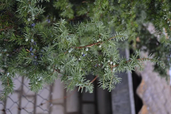 Enebro Juniperus Communis Las Ramas Enebro Bayas Enebro Primer Plano — Foto de Stock