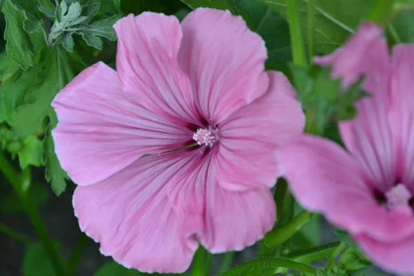 拉瓦特拉拉瓦泰拉 三美斯特里斯 精致的花朵 粉红色的花 紫维泰拉绿叶 水平照片 — 图库照片