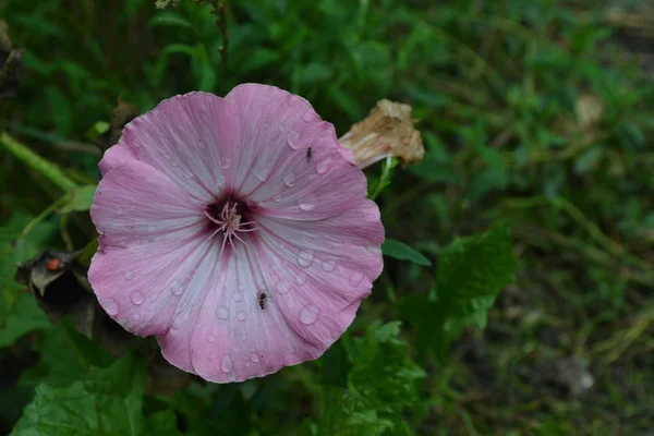 Lavatera Lavatera Trimestris Flores Delicadas Gotas Chuva Flores Cor Rosa — Fotografia de Stock