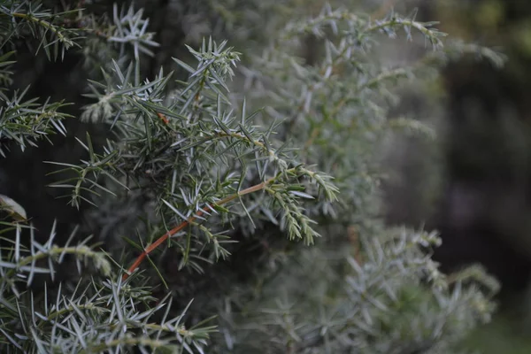 Juniper Juniperus Communis Branches Juniper Juniper Berries Garden Flowerbed Horizontal — Stock Photo, Image