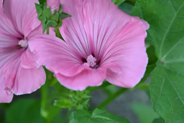 拉瓦特拉拉瓦泰拉 三美斯特里斯 精致的花朵 粉红色的花 紫维泰拉绿叶 — 图库照片