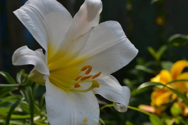 Lily Lily White Lilium Candidum Primer Plano Jardín Macizo Flores — Foto de Stock