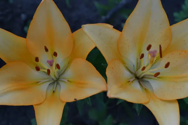 Lily Jaune Lys Lilium Lily Fleur Gros Plan Jardin Lit — Photo