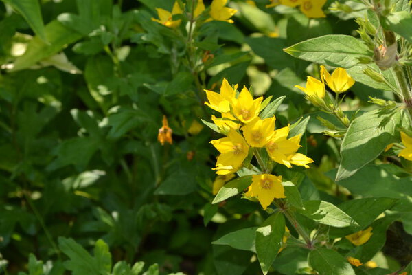 Lysimachia vulgaris. Lysimachia vulgaris. Yellow flowers. Close-up. Flowerbed. Solar flowers. Horizontal