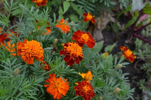 Ringelblumen Tagetes Blüten Gelb Oder Orange Flauschige Knospen Garten Blumenbeet — Stockfoto