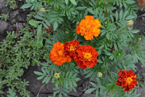 Ringelblumen Tagetes Blüten Gelb Oder Orange Flauschige Knospen Grüne Blätter — Stockfoto