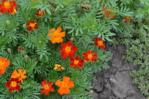 Měsíčky Tagetes Květiny Žluté Nebo Oranžové Načechrané Pupenů Zelené Listy — Stock fotografie