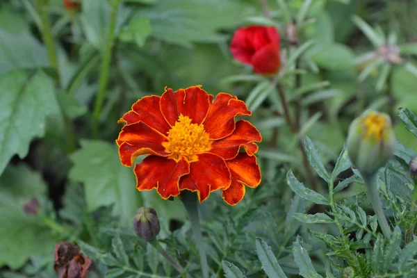 マリーゴールド マリーゴールド 花の黄色またはオレンジ色 庭園があります ふわふわの芽 緑を葉します 花を育てること 水平方向 — ストック写真