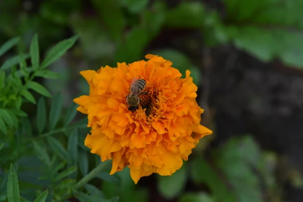 Ringelblumen Tagetes Tagetes Erecta Blüten Gelb Oder Orange Flauschige Knospen — Stockfoto