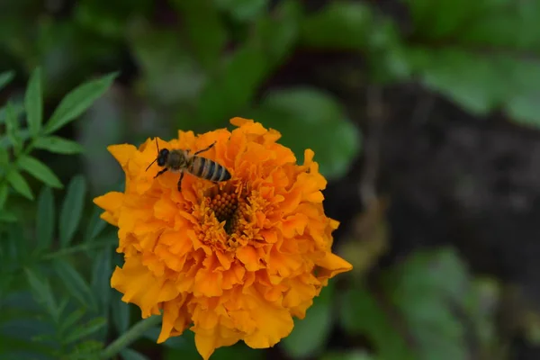 Tagetes Afrikaantje Afrikaantje Erecta Bloemen Geel Oranje Pluizig Toppen Bee — Stockfoto