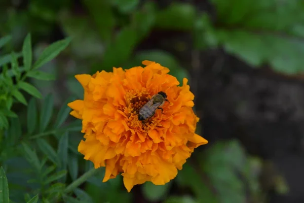 Ringelblumen Tagetes Tagetes Erecta Blüten Gelb Oder Orange Flauschige Knospen — Stockfoto