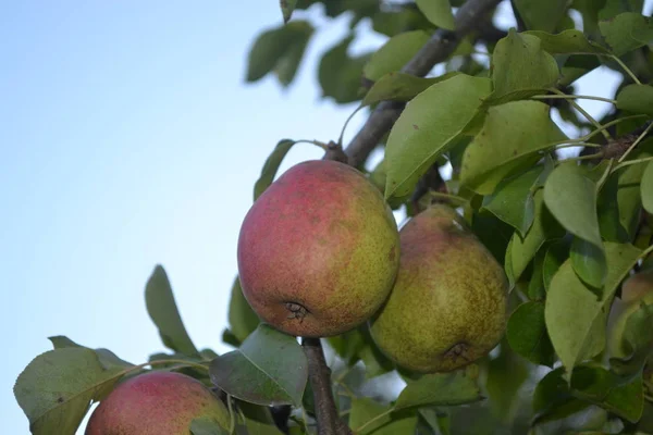 Peer Pyrus Communis Boom Met Rijpe Peer Fruit Takken Tegen — Stockfoto