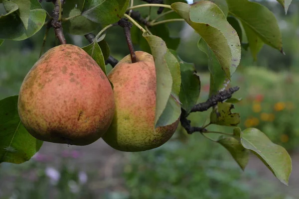 Hruška Pyrus Communis Strom Plody Zralé Hrušky Větve Hrušně Vodorovně — Stock fotografie