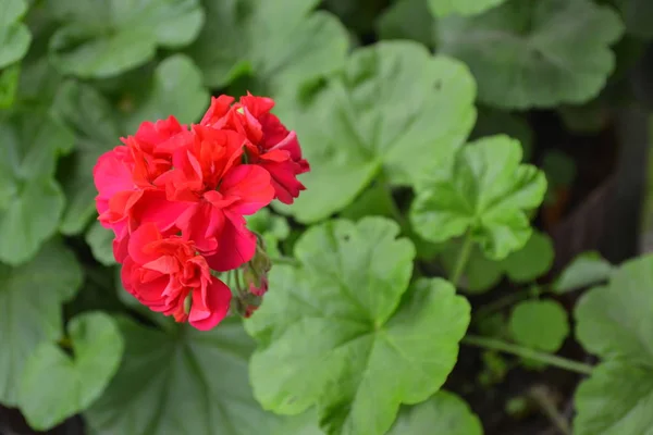 Pelargonium Tuinplanten Geranium Roze Nuttige Kamerplant Prachtige Bloeiwijze Close Horizontale — Stockfoto