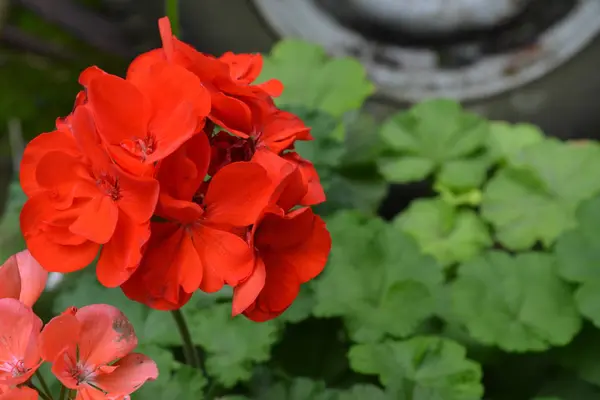 天竺葵 园林植物 天竺葵红色和粉红色 有用的盆栽 美丽的花序 — 图库照片
