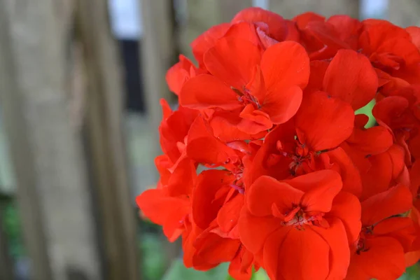 天竺葵 园林植物 天竺葵红 美丽的花序 水平照片 — 图库照片