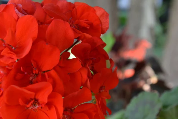 Пеларгоній Садові Рослини Герань Червоний Квітка Прекрасні Суцвіття Крупним Планом — стокове фото