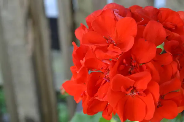 天竺葵 园林植物 天竺葵红 有用的盆栽 水平照片 — 图库照片