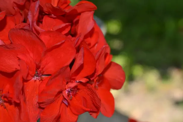 Pelargonien Gartenpflanzen Geranienrot Blume Nützliche Zimmerpflanze Nahaufnahme Horizontales Foto — Stockfoto