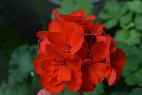 Pelargonien Geranienrot Gartenblume Nahaufnahme Schöner Blütenstand Vor Dem Hintergrund Grüner — Stockfoto