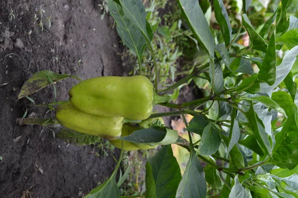 Pepper Capsicum Annuum White Pepper Pepper Growing Garden Garden Cultivation — Stock Photo, Image