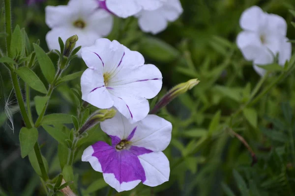ペチュニア Stimoryne ペチュニア Nyctaginiflora 繊細な花です 紫と白 茂みのペチュニア 緑を葉します 庭園があります 花を育てること — ストック写真