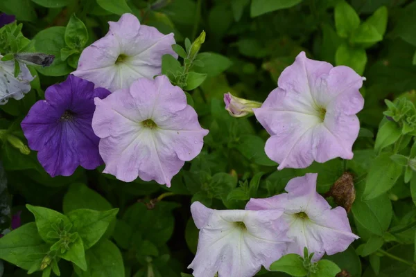 Pétunia Stimoryne Pétunia Nyctaginiflora Délicate Fleur Fleurs Différentes Couleurs Blanc — Photo