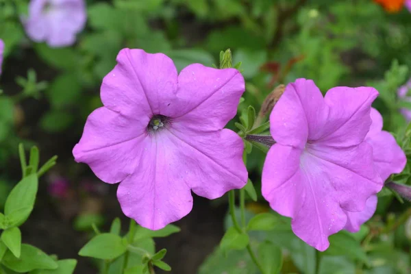 Petunia Stimoryne Petunia Nyctaginiflora Flor Delicada Flores Rosadas Arbustos Petunias — Foto de Stock