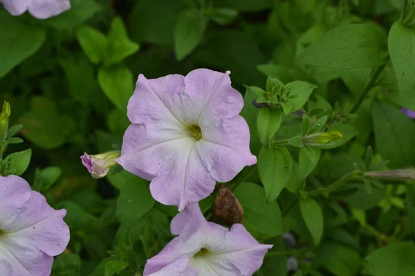 Stimoryne Nyctaginiflora精致的花朵 花粉红色 灌木牵牛花 美丽的植物 — 图库照片