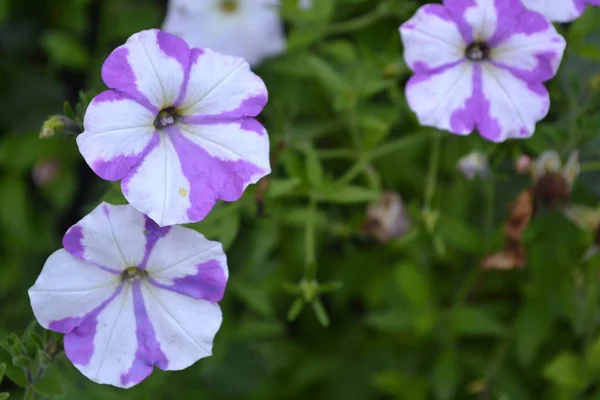 ペチュニア Stimoryne ペチュニア Nyctaginiflora 繊細な花です 花は紫と白のストライプ 茂みのペチュニア 緑を葉します 庭園があります 美しい植物 — ストック写真