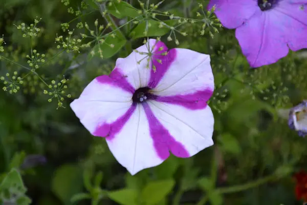 史泰莫琳佩妮尼塔吉尼弗洛 精致的花 花紫色 有白色条纹 布什的 Petunias 生长的花朵 美丽的植物 水平照片 — 图库照片