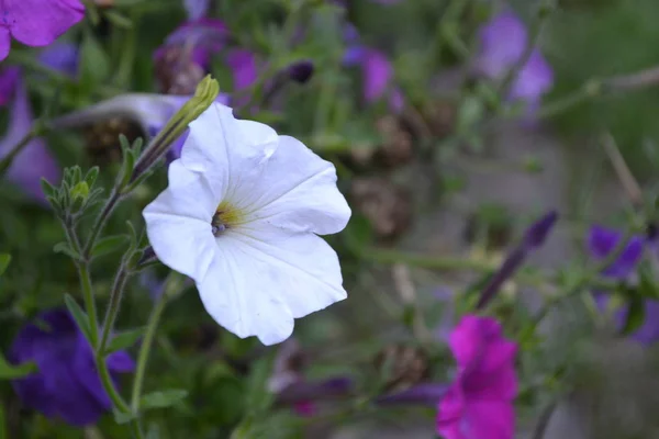 Πετούνια Stimoryne Πετούνια Nyctaginiflora Ευαίσθητο Λουλούδι Λευκά Λουλούδια Πετούνια Θάμνους — Φωτογραφία Αρχείου