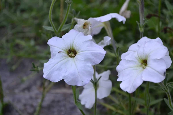 史泰莫琳佩妮尼塔吉尼弗洛 精致的花 白色的花 Petunias 生长的花朵 美丽的植物 — 图库照片