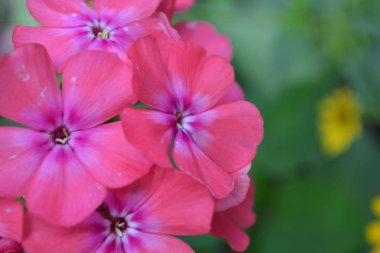 Phlox. Polemoniaceae. Güzel önümüzdeki. Pembe çiçekler. Güzel koku. Büyüyen çiçekler. Flowerbed. Yakın çekim. Yatay