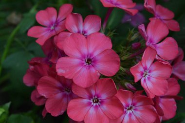Phlox. Polemoniaceae. Güzel önümüzdeki. Pembe çiçekler. Güzel koku. Büyüyen çiçekler. Flowerbed. Çiçekçilik. Üzerinde arka plan bulanık. Yakın çekim. Yatay