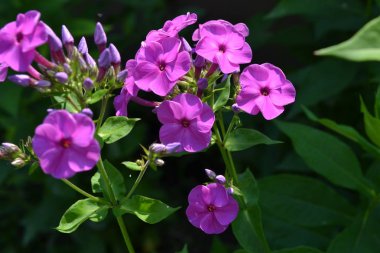Phlox. Polemoniaceae. Güzel önümüzdeki. Çiçekler mor renk. Güzel koku. Büyüyen çiçekler. Flowerbed. Bahçe. Çiçekçilik. Yatay