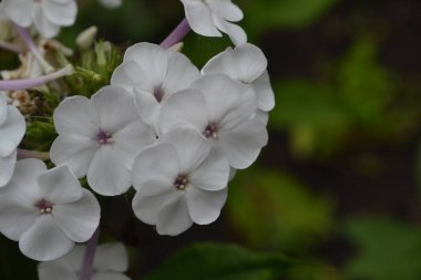 Phlox. Polemoniaceae. Güzel önümüzdeki. Beyaz çiçekler. Güzel koku. Büyüyen çiçekler. Flowerbed. Bahçe. Çiçekçilik. Yatay
