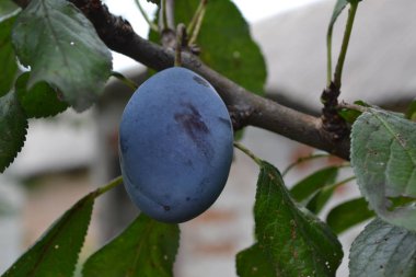 Erik. Prunus. Erik dal. Yeşil yaprakları arasında. Yakın çekim. Yatay fotoğraf