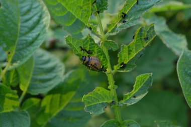 Patates bahçesinde. Solanum tuberosum. Colorado böcekleri. Solanum tuberosum