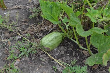 Sebze bahçesinde büyüyen balkabağı. Cucurbita. Kabak yeşil. Bahçe, çiftlik. Doğa fotoğrafları. Yatay fotoğraf