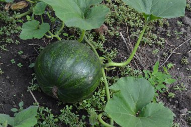 Sebze bahçesinde büyüyen balkabağı. Cucurbita. Kabak yeşil. Bahçe, tarla, çiftlik. Doğa fotoğrafları. Yatay fotoğraf