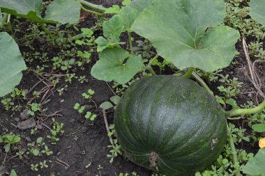 Sebze bahçesinde büyüyen balkabağı. Cucurbita. Kabak yeşil. Bahçe, tarla, çiftlik. Doğa fotoğrafları