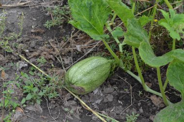Sebze bahçesinde büyüyen balkabağı. Cucurbita. Kabak yeşil. Bahçe, alan. Doğa fotoğrafları. Yatay fotoğraf
