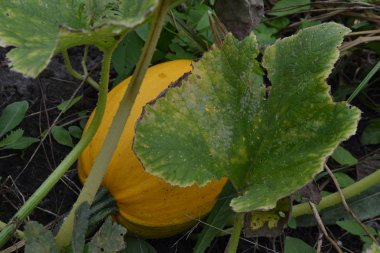 Sebze bahçesinde büyüyen balkabağı. Cucurbita. Kabak sarı. Bahçe, tarla, çiftlik, doğa
