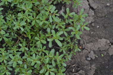 Semizotu. Semizotu. Semizotu bahçede büyür. Yeşil oval bırakır. Arıtma tesisi. Alan. Büyüyen. Tarım. Yatay